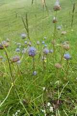 Jasione laevis