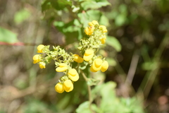 Calceolaria corymbosa