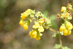 Calceolaria corymbosa