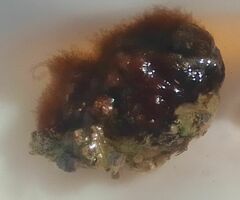 Colaconema caespitosum