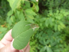 Callisto denticulella