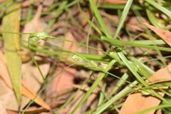 Carex phalaroides