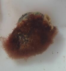 Colaconema caespitosum