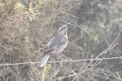 Mimus thenca