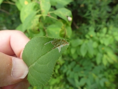 Callisto denticulella