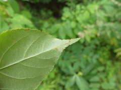 Callisto denticulella