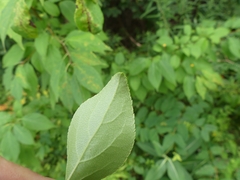 Callisto denticulella