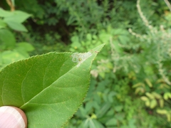 Callisto denticulella