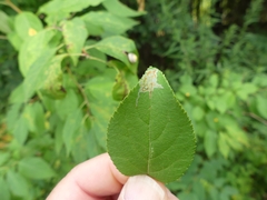 Callisto denticulella