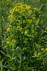 Euphorbia lucida