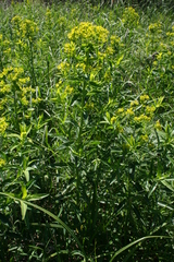 Euphorbia lucida