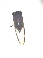 Cryptotympana aquila