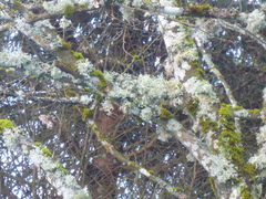 Pseudevernia furfuracea