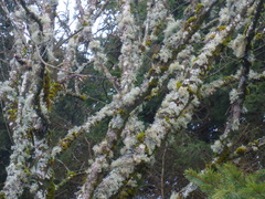 Pseudevernia furfuracea