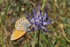 Coenonympha glycerion iphioides