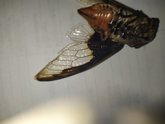 Cryptotympana aquila