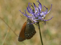 Coenonympha glycerion iphioides