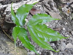 Tectaria heracleifolia