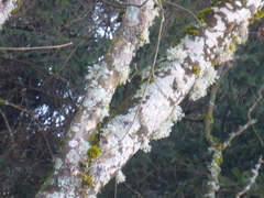 Pseudevernia furfuracea