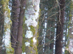 Pseudevernia furfuracea