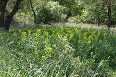 Euphorbia lucida