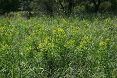 Euphorbia lucida