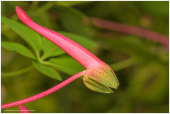 Tropaeolum pentaphyllum