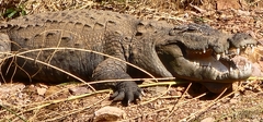 Crocodylus palustris