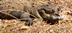 Crocodylus palustris