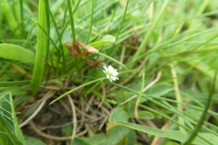 Sagina saginoides