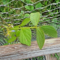 Calopogonium mucunoides