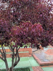 Euphorbia cotinifolia