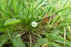 Sagina saginoides