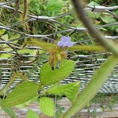 Calopogonium mucunoides