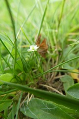 Sagina saginoides