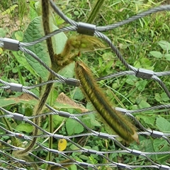 Calopogonium mucunoides