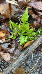 Gymnocarpium dryopteris