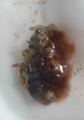 Colaconema caespitosum