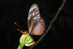 Heliconius
