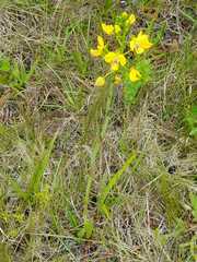 Eulophia speciosa