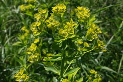 Euphorbia lucida