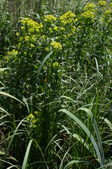Euphorbia lucida