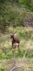 Antilope cervicapra