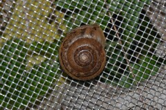 Euomphalia strigella