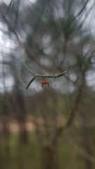 Cyrtophora exanthematica