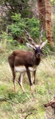 Antilope cervicapra