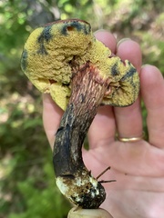 Xerocomellus intermedius