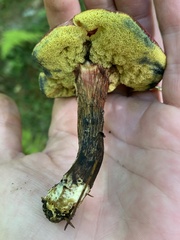 Xerocomellus intermedius