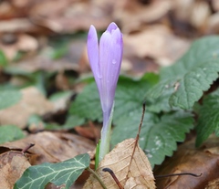 Crocus heuffelianus