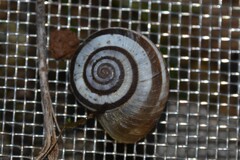 Xerolenta obvia